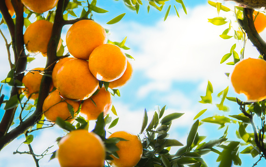oranges hanging tree. Juicy oranges on the tree on blue sky background.