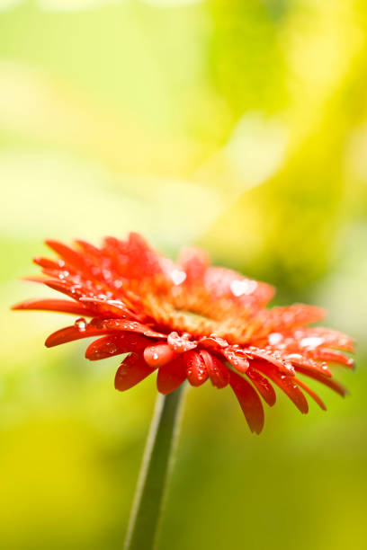 gerbera fleur avec gouttes - cœur en forme de bokeh - flower single flower orange gerbera daisy photos et images de collection