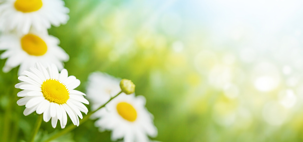 Spring chamomile flowers field. Sunny summer field with daisy blossom and bright bokeh and copy space