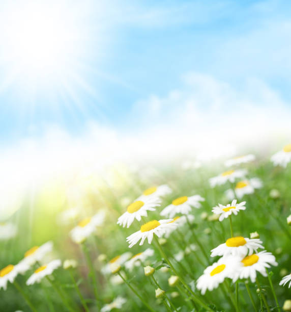 istock Spring chamomile flowers field. Sunny summer field 1322256184