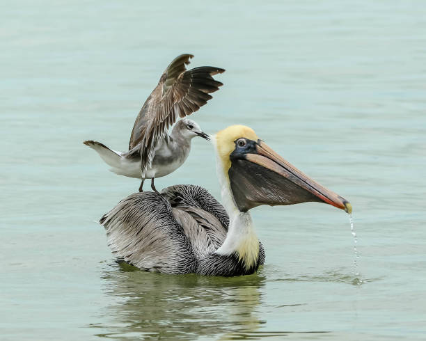 Hitch-hiking Gull A freeloading gull sits on top of a Brown Pelican looking for an easy meal. brown pelican stock pictures, royalty-free photos & images