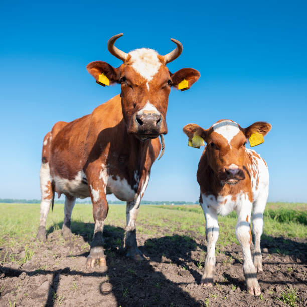 istock spotted red brown cow and calf in meadow under blue sky 1322257654