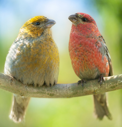Two little birds sitting on a branch. Male and Female pine grosbeak (Pinicola enucleator). Summer time