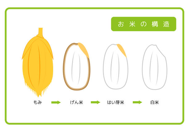 Japanese version of rice structure diagram chaff brown rice germ rice white rice bran layer cross section illustration simple vector Japanese version. Rice structure diagram. rice husk. brown rice. germ rice. white rice. bran layer. cross-section view. ill Japanese version of the structure of rice Chaff Brown rice germ rice White rice bran layer cross section illustration Simple Vector Japanese version. Rice structure diagram. rice husk. brown rice. germ rice. white rice. bran layer. cross-section view. illustration. simple. vector. rice bran stock illustrations