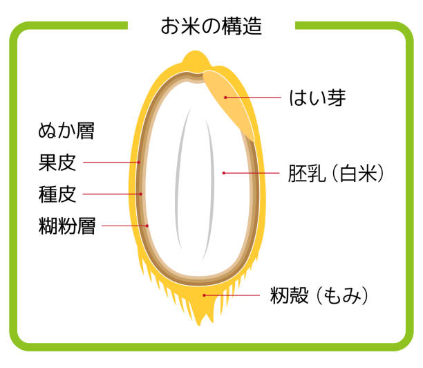 日本語版 お米の構造図 もみ殻 玄米 胚芽米 白米 ぬか層 断面図 イラスト シンプル ベクター japanese version. rice structure diagram. rice husk. brown rice. germ rice. white rice. bran layer. cross-section view. illustratio - 物の構造点のイラスト素材／クリップアート素材／マンガ素材／アイコン素材