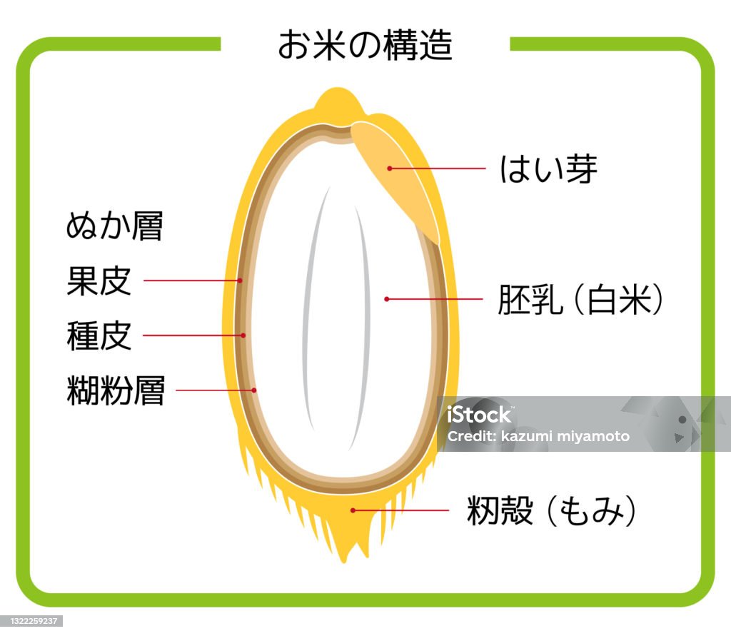 Japanese Version Of Rice Structure Diagram Chaff Brown Rice Germ Rice ... Biology Diagrams