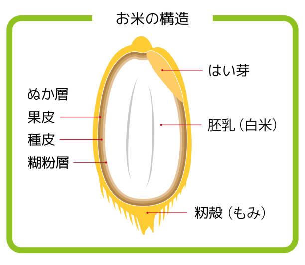 Japanese version of rice structure diagram chaff brown rice germ rice white rice bran layer cross section illustration simple vector Japanese version. Rice structure diagram. rice husk. brown rice. germ rice. white rice. bran layer. cross-section view. ill Japanese version of the structure of rice Chaff Brown rice germ rice White rice bran layer cross section illustration Simple Vector Japanese version. Rice structure diagram. rice husk. brown rice. germ rice. white rice. bran layer. cross-section view. illustration. simple. vector. rice bran stock illustrations