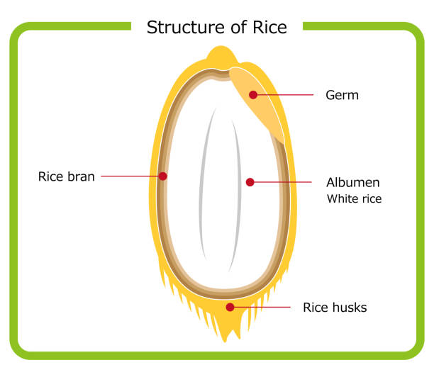 английская версия диаграммы структуры риса плевел коричневый рис зародыш рис белый рис отруби слой поперечного сечения иллюстрации прост� - плёнка stock illustrations