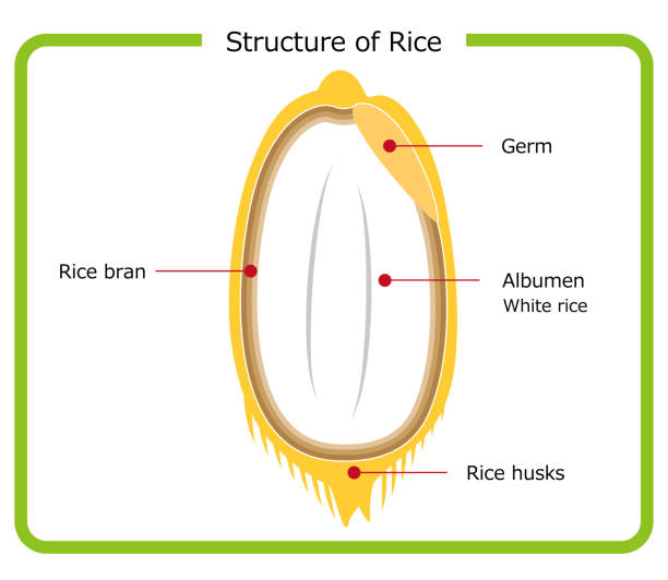 English version of rice structure diagram chaff brown rice germ rice white rice bran layer cross section illustration simple vector English version. Rice structure diagram. rice husk. brown rice. germ rice. white rice. bran layer. cross-section view. illus English version of the structure of rice Chaff Brown rice germ rice White rice bran layer cross section illustration Simple Vector English version. Rice structure diagram. rice husk. brown rice. germ rice. white rice. bran layer. cross-section view. illustration. simple. vector. rice bran stock illustrations