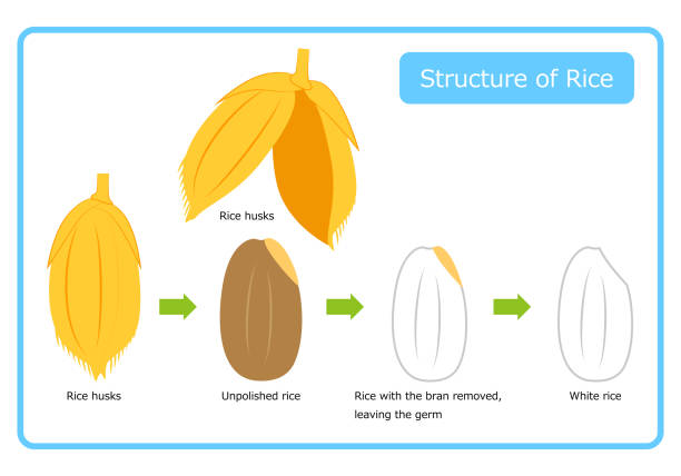 English version of rice structure diagram chaff brown rice germ rice white rice bran layer cross section illustration simple vector English version. Rice structure diagram. rice husk. brown rice. germ rice. white rice. bran layer. cross-section view. illus English version of the structure of rice Chaff Brown rice germ rice White rice bran layer cross section illustration Simple Vector English version. Rice structure diagram. rice husk. brown rice. germ rice. white rice. bran layer. cross-section view. illustration. simple. vector. rice bran stock illustrations