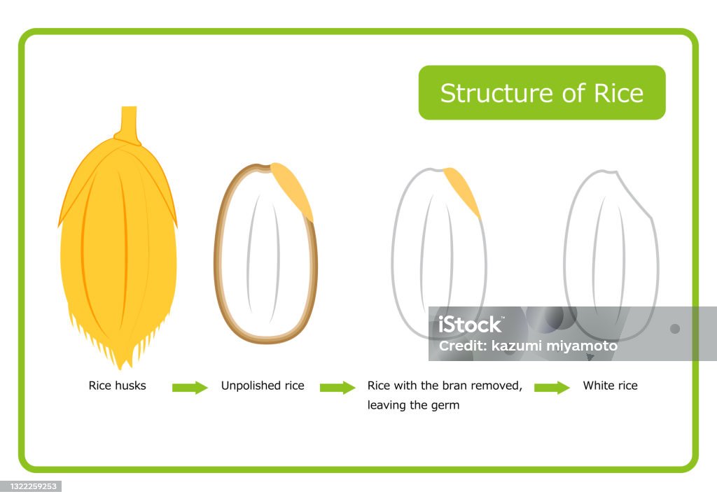 Ls Rice Diagram English Version Of Rice Structure Diagram Chaff Brown Rice Germ Rice ...