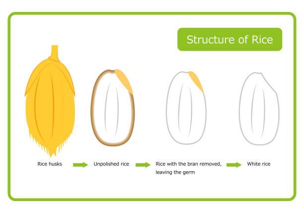 English version of rice structure diagram chaff brown rice germ rice white rice bran layer cross section illustration simple vector English version. Rice structure diagram. rice husk. brown rice. germ rice. white rice. bran layer. cross-section view. illus English version of the structure of rice Chaff Brown rice germ rice White rice bran layer cross section illustration Simple Vector English version. Rice structure diagram. rice husk. brown rice. germ rice. white rice. bran layer. cross-section view. illustration. simple. vector. rice bran stock illustrations