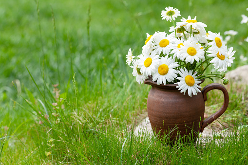 Wild chamomile bouquet on summer grass lawn. With copy space