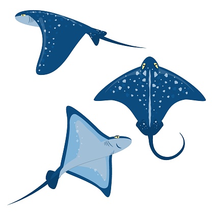 set of marine vector illustration with stingrays isolated on a white background