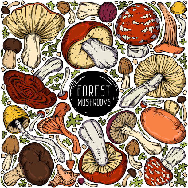 kolorowa kolekcja grzybów, mchu i trawy - grzybobranie stock illustrations
