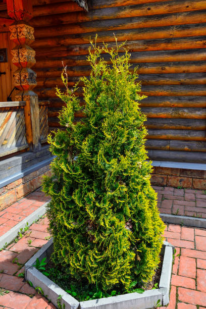 Thuja occidentalis Emerald (Emerald Goldstrike) - evergreen conifer Thuja occidentalis Smaragd (Smaragd Goldstrike) - evergreen conifer with green foliage and golden yellow edges of needles. Ornamental plant for gardening, landscape design of park or garden chamaecyparis stock pictures, royalty-free photos & images