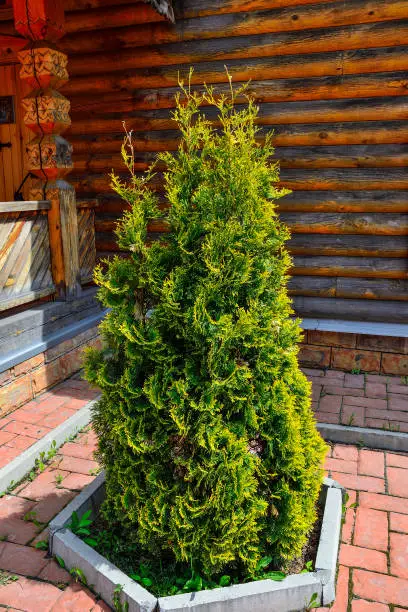Thuja occidentalis Smaragd (Smaragd Goldstrike) - evergreen conifer with green foliage and golden yellow edges of needles. Ornamental plant for gardening, landscape design of park or garden