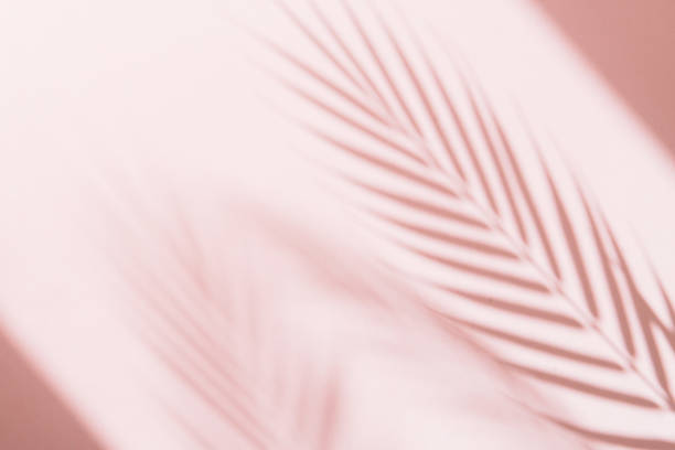 istock palm tree leaves shadows on lilac background, tropic vacations 1322263679