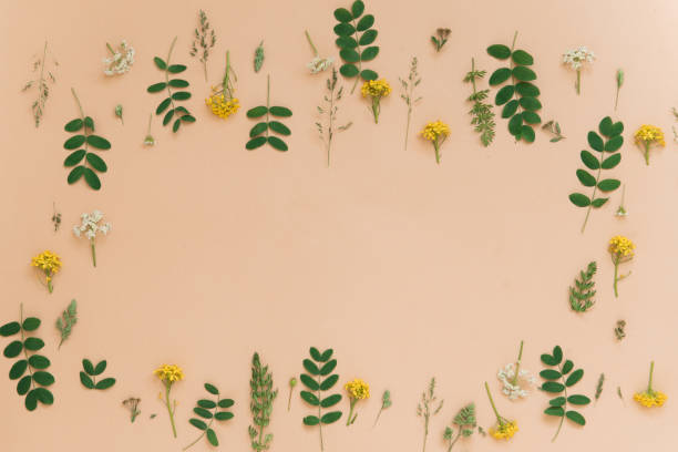 istock beige background with plants and flowers copy space flat lay 1322263871