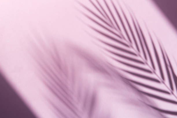 istock palm tree leaves shadows on lilac background, tropic vacations 1322263884