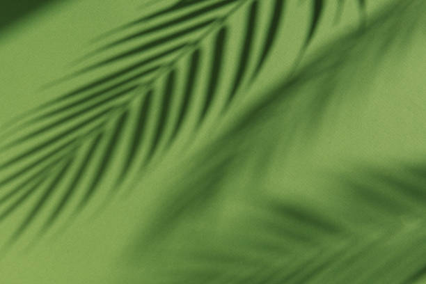 istock palm tree leaves shadows on green background, tropic vacations 1322263898