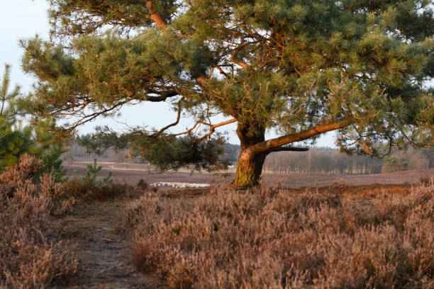 istock Birch tree on the moor during a winter sunset with sheep grazing 1322265662