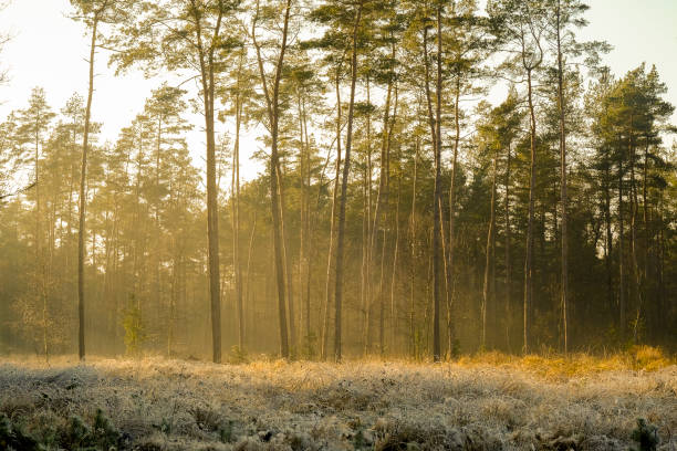 Frozen landscape in a winter forest during a cold winter day in the Veluwe nature reserve near Epe in Gelderland, The Netherlands.