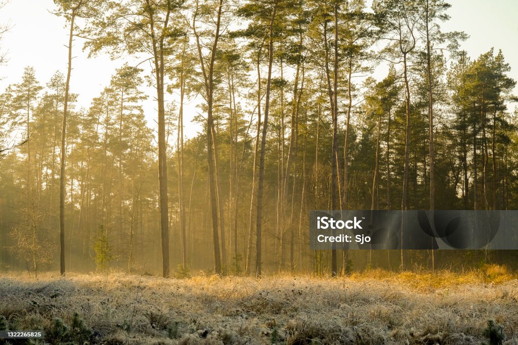 Frozen landscape in a winter forest during a cold winter day Frozen landscape in a winter forest during a cold winter day in the Veluwe nature reserve near Epe in Gelderland, The Netherlands. Dew Stock Photo