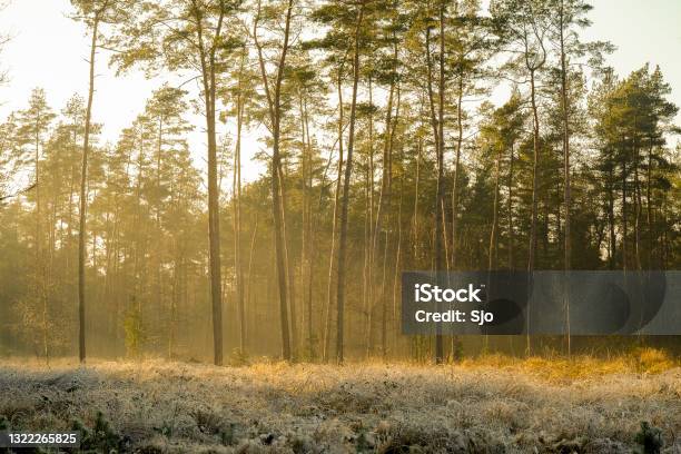 Frozen Landscape In A Winter Forest During A Cold Winter Day Stock Photo - Download Image Now