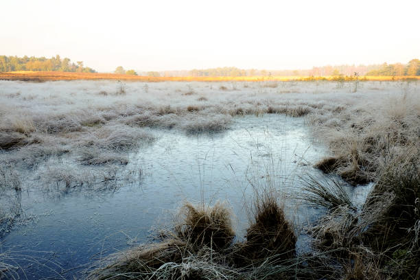 istock Frozen moor landscape in a forest during a cold winter day 1322265848