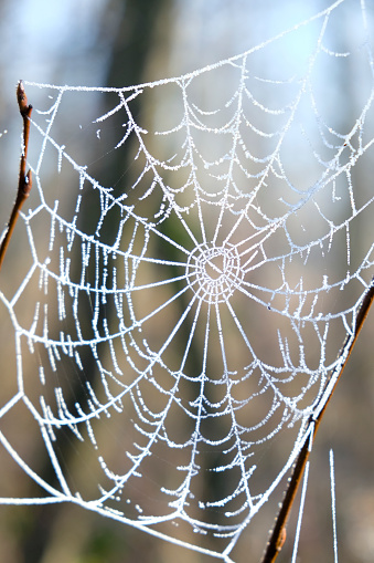 A spiders web with dew droplets