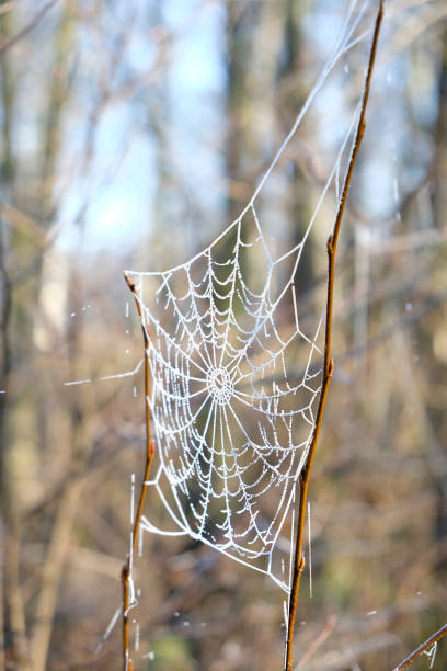 istock Frozen spider web in the Rottige Meente nature reserve 1322266006