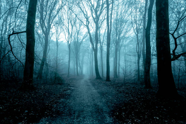 istock Path through a misty forest during a foggy winter day 1322266140