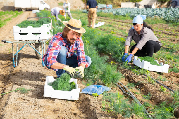 istock Confident farmer harvests green dill on field 1322266168