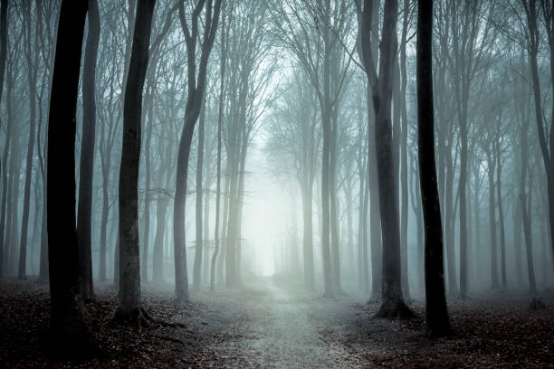 Footpath through a Beech forest during a foggy winter morning. The forest ground is covered with brown fallen leaves and the path is disappearing in the distance. The fog is giving the forest a desolate and depressing atmosphere.