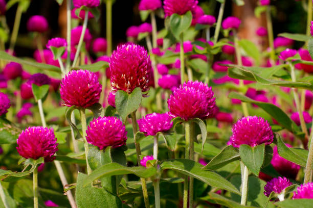 gomphrena globosa as globe amaranth - globe amaranth imagens e fotografias de stock