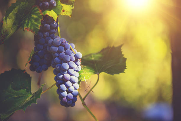 istock A bunch of red grapes on a vine in the sunset light 1322269283
