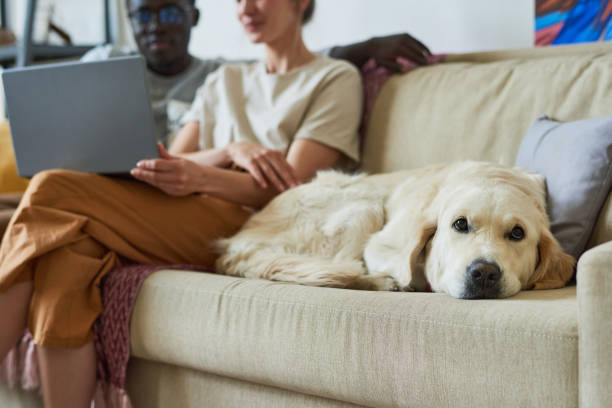 istock Dog with owners at home 1322269457