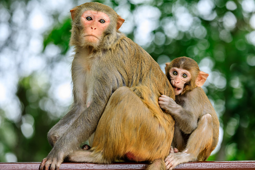 Lindo mono pequeño al lado de la madre. photo