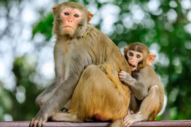 Cute little monkey by mother's side.Cozy animal scene.