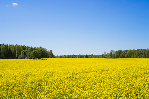Rapeseed field in Sweden. Beautiful yellow flowers on field. Nice blue sky on summer day. Colorful, happy image.