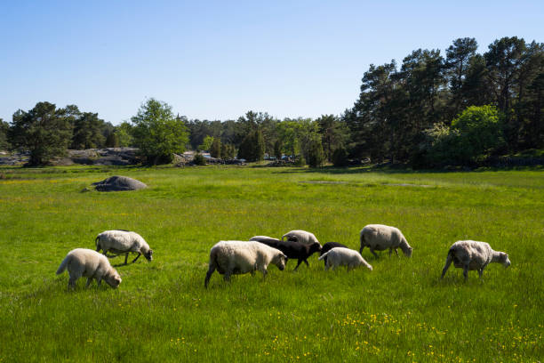 Sheep on field in Sweden eating grass. Nice sunny summer day.