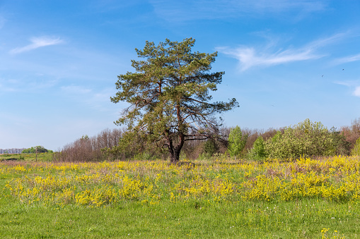 Single pine with curved dual trunk among the meadow covered with grass and yellow flowers against of a distant forest and sky in springtime