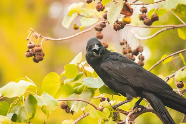 Photo of Carrion crow on branch with spring nature animal brid wildlife