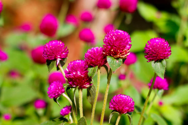 gomphrena globosa as globe amaranth - globe amaranth imagens e fotografias de stock