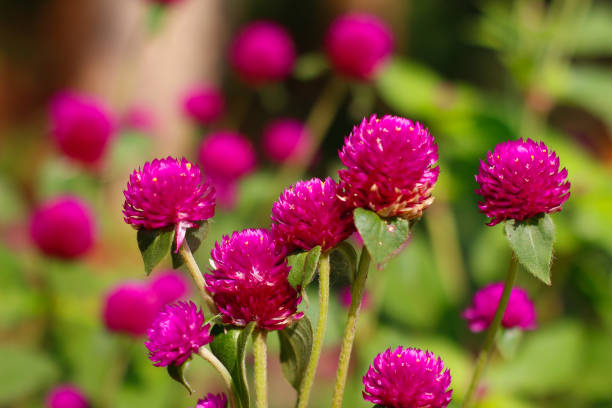 istock Gomphrena globosa as globe amaranth 1322273128