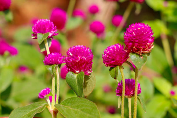 gomphrena globosa as globe amaranth - globe amaranth imagens e fotografias de stock