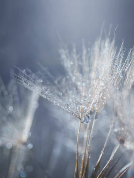 istock Drops on a white dandelion on a blue background. Dry flower in dew, seeds. Macro. Copy space. Selective focus. 1322274643