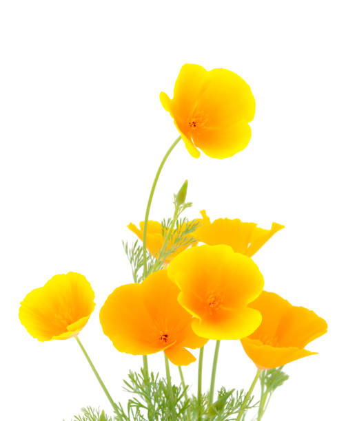 istock Beautifu yellow wildflower. 1322275636