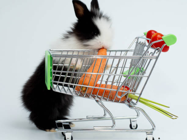 istock White isolated background banner poster copy space decoration ornament rabbit bunny black easter is eating vegetable fruits health banana tomato apple grapes carrot in shopping cart supermarket store 1322275780